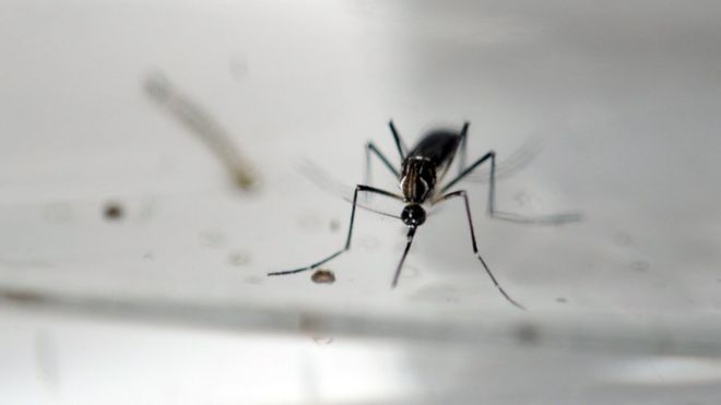 Комар Aedes Aegypti сфотографирован в лаборатории по борьбе с эпидемиологическими переносчиками в Сан-Сальвадоре 27 января 2016 года