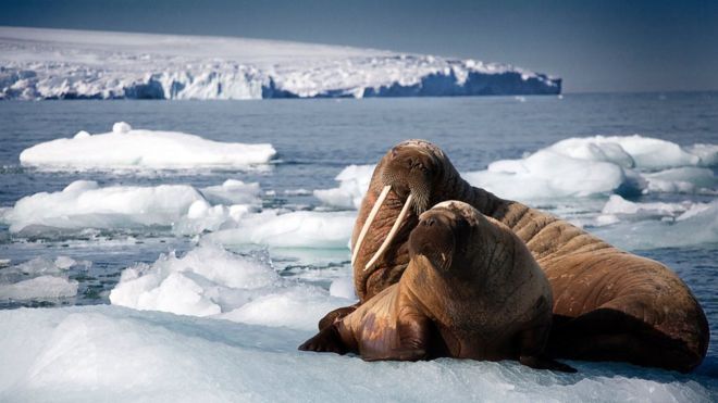 Мать и щенок моржа отдыхают на айсберге, Шпицберген, Арктика