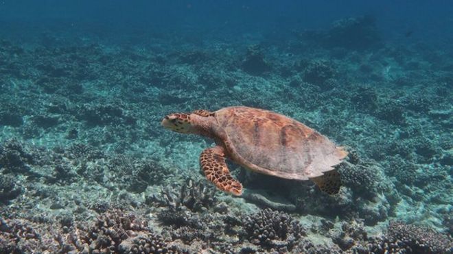 Черепаха плывет по разрушенному рифу