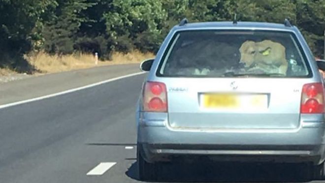 Внедорожник VW Passat на автомагистрали - корова видна в багажнике в заднем стекле