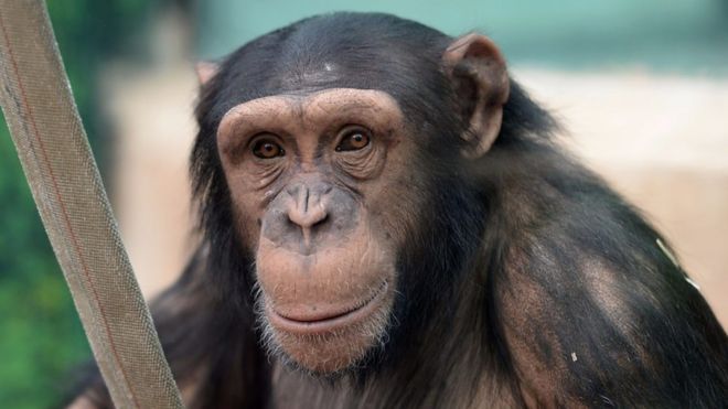 Japanese researchers have taught chimps the rules of rock-paper-scissors.