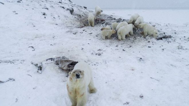 A group of polar bears and cubs spotted near Ryrkaypiy