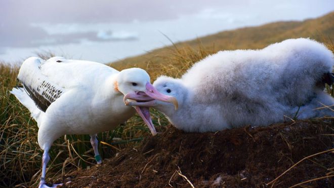 Блуждающие альбатросы прочесывают океаны для еды, чтобы вернуть их птенцам