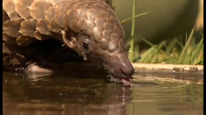 恋に落ちれば守りたくなるのでは 絶滅危惧種のポートレート撮影 cニュース