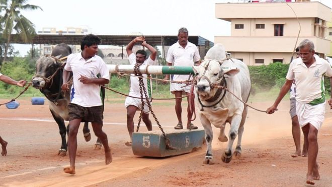 పందెం బండను లాగుతున్న ఒంగోలు గిత్తలు