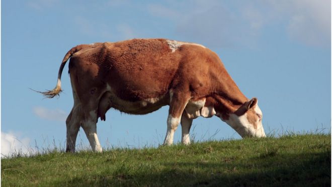 Более низкие стандарты ведения сельского хозяйства могут также привести к появлению в Великобритании говядины гормонального откорма
