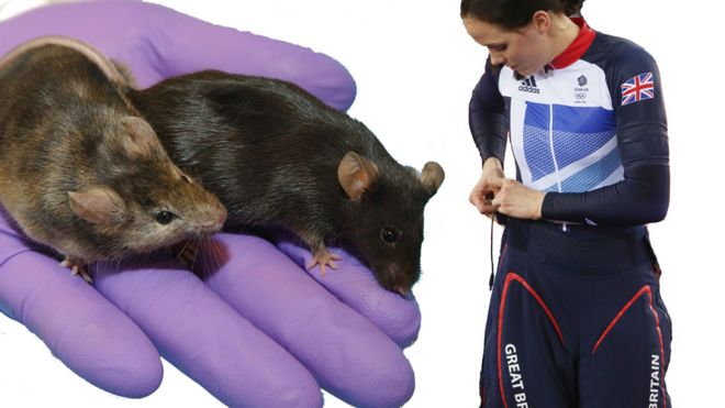 Ratones de laboratorio y los pantalones calientes