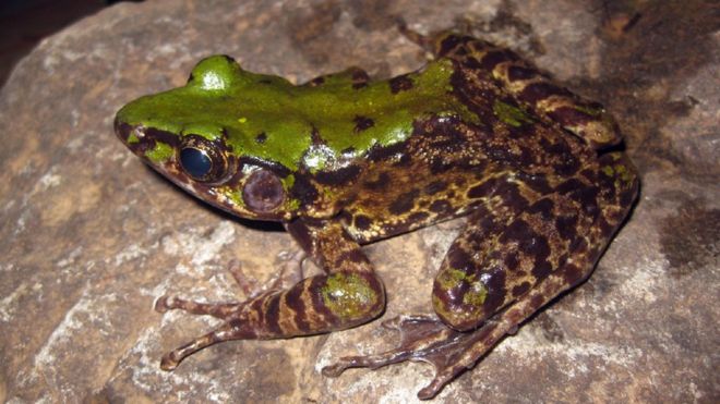 Undated handout photo issued by WWF, of a Odorrana Mutschmanni, a vibrantly coloured frog, which is one of the 115 new species that were discovered in the Greater Mekong region in 2016.