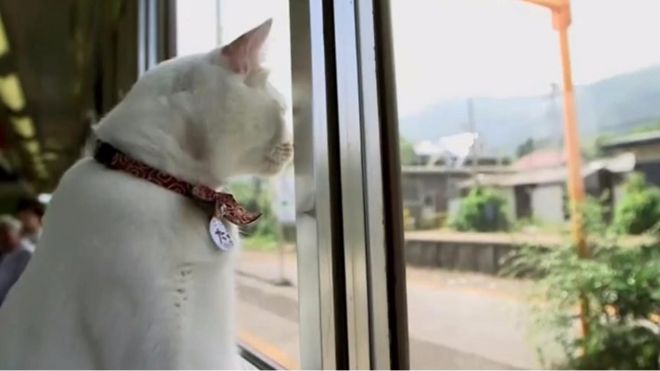 Котячий потяг: як у Японії розповідають про бездомних котів