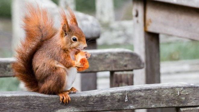 A red squirrel sitting on a bench eating