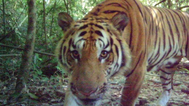 Indochinese tiger, eastern Thailand