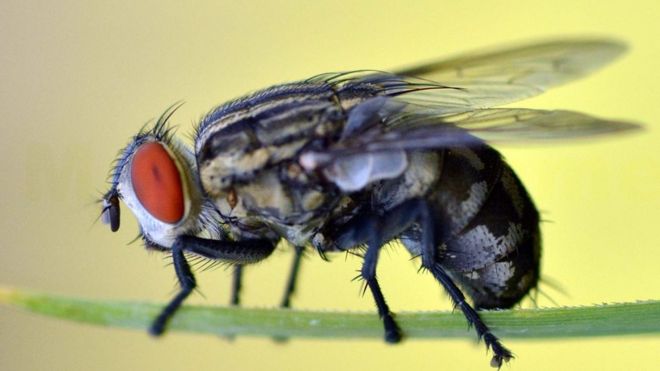 பூச்சி இனம்