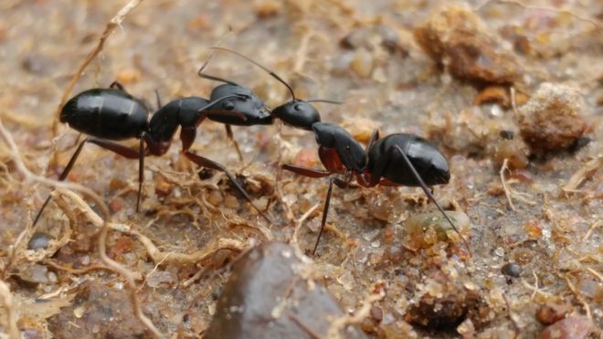 பிபிசி தமிழ் நேயர்களின் மெய்சிலிர்க்க வைக்கும் வன உயிரின படங்கள்