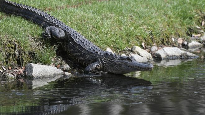 An alligator pictured getting into water at golf event in April 2018