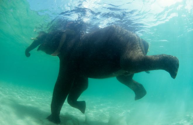 Elefante debajo del agua