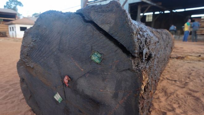 Легальная древесина в Мату-Гросу