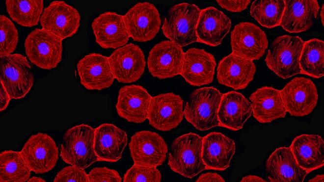 Флуоресцентные стволовые клетки под микроскопом