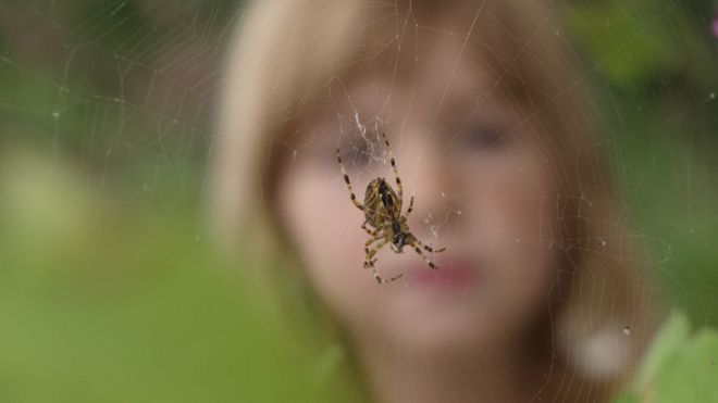 Ребенок смотрит на паутину (изображение)