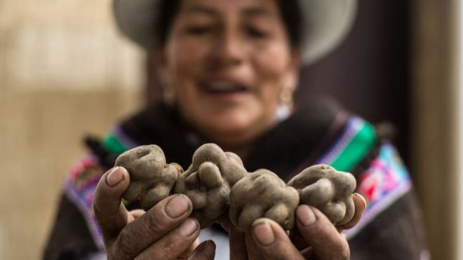 Las comunidades andinas todavía están muy ligadas a la papa.