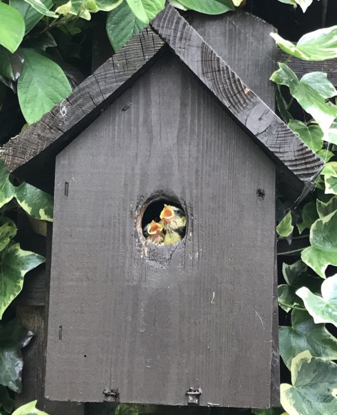 Baby Blue Tit