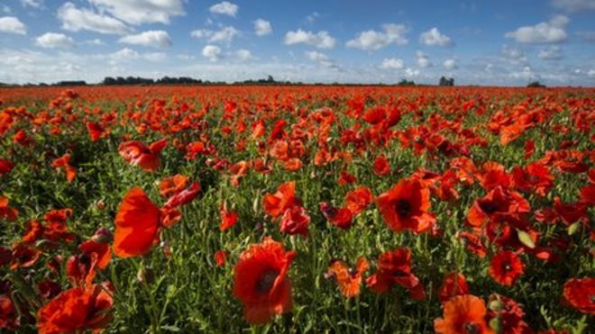Remembrance Why do people poppies? - BBC Newsround