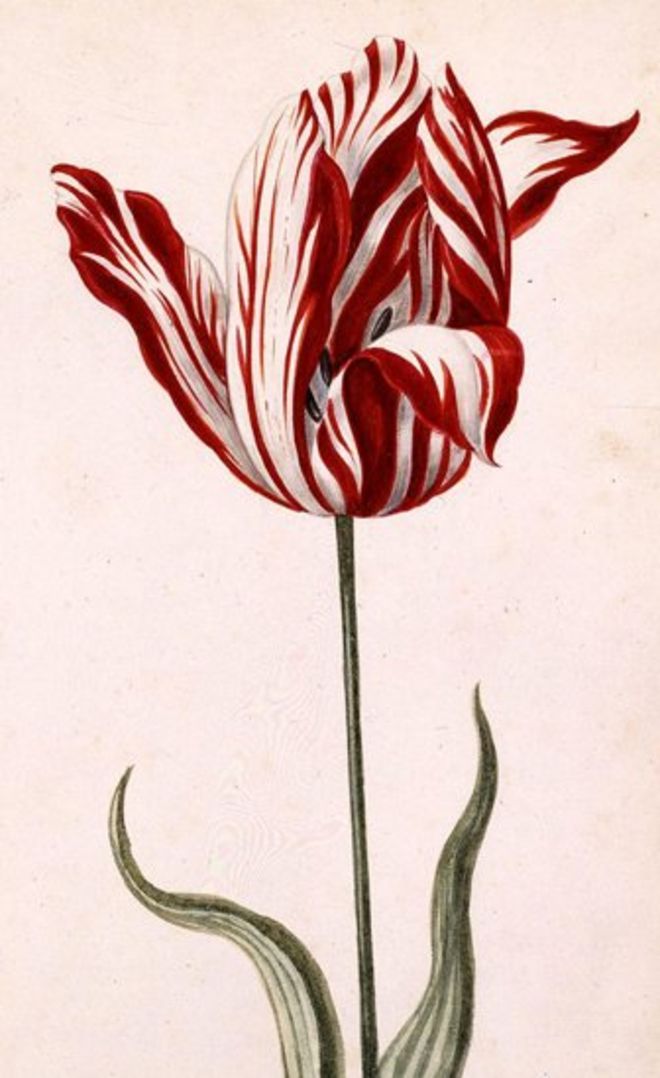 Тюльпан Semper Augustus