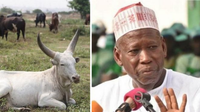 Abdullahi Ganduje on cattle herders crisi
