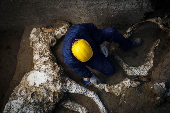 Pompeii'de bulunan taşlaşmış at