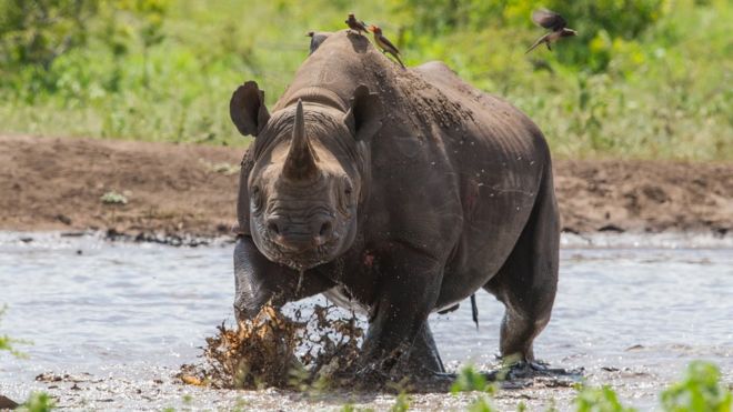 Зулуландский черный носорог