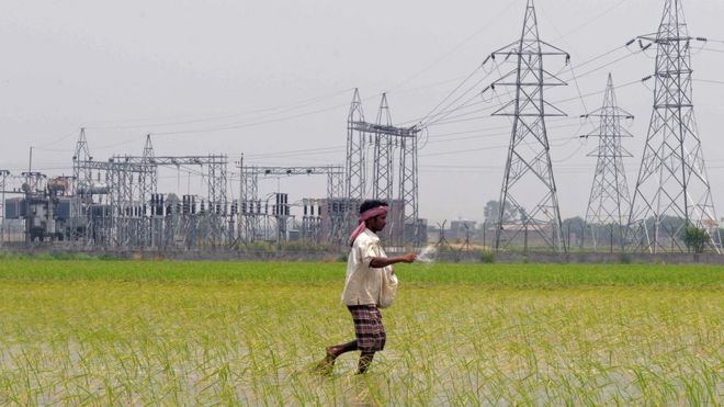 Фермер идет по пышному рисовому полю в сельской Индии с электрическими опорами на заднем плане