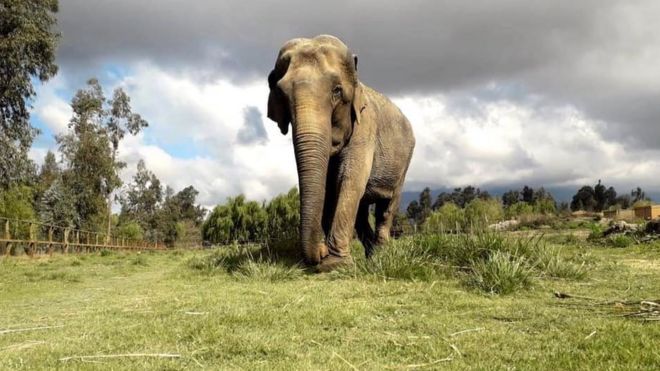 Ramba em uma área verde e aberta