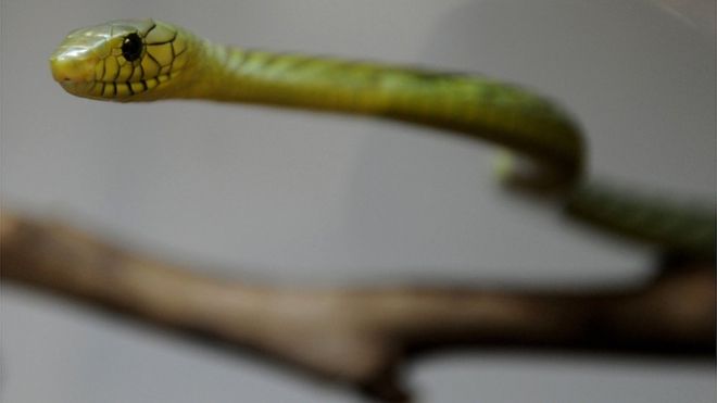 Ядовитая зеленая мамба-змея (изображение в файле)