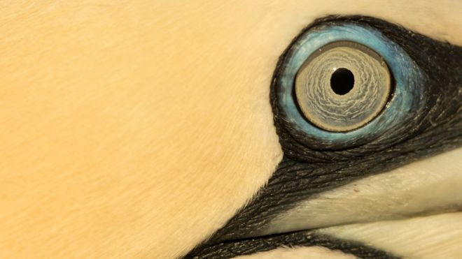 Gannet eye close-up by Marc Albiac