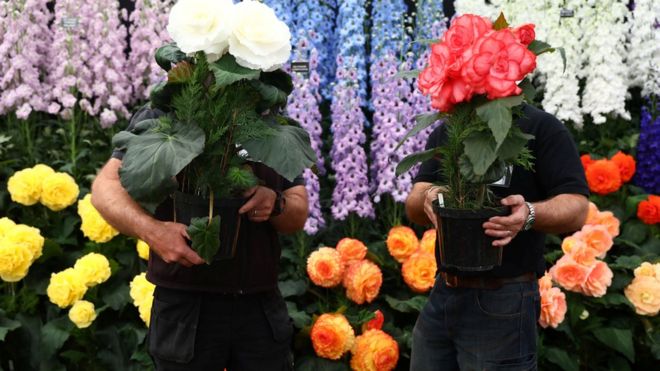 Gardeners prepare a display of begonia and delphinium flowers