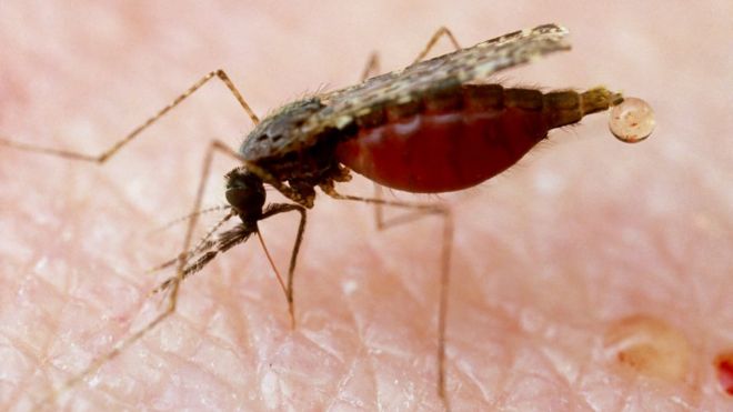 Malaria mosquito, file pic