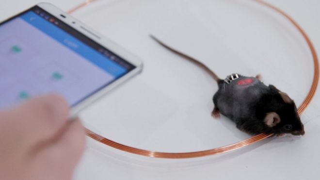 Smartphone controls mice cells