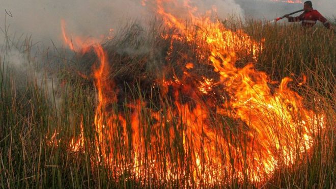 Fire at a peatland forest in South Sumatra