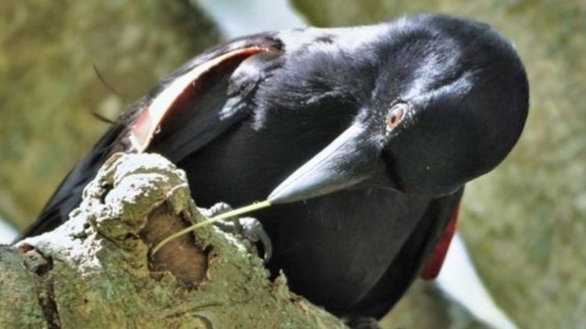 Corvo da Nova Caledônia
