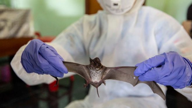 Researcher with a bat in his hand, working in a lab
