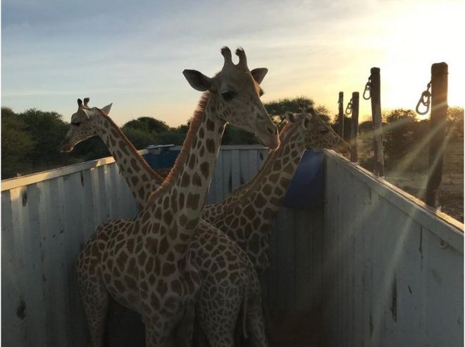 Жираф в ожидании переселения в свой новый дом в биосферном заповеднике Гадабеджи.
