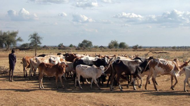 Крупный рогатый скот в Уганде