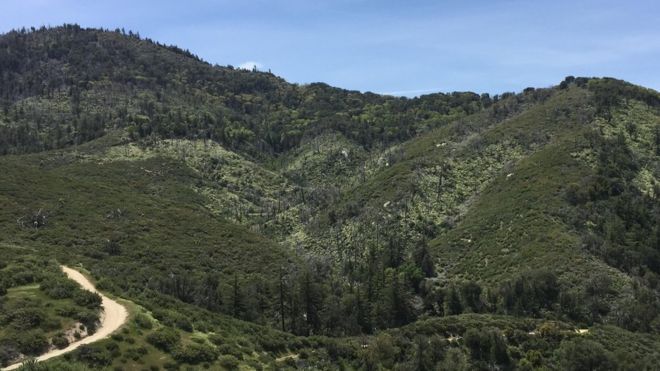 Большинство деревьев Коди погибло, когда Калифорния пережила рекордные температуры