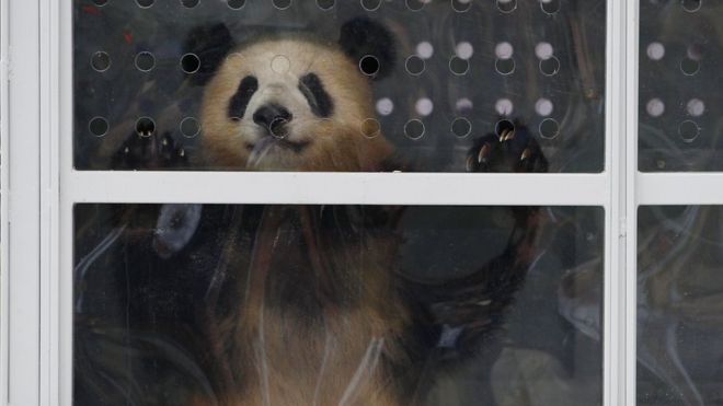 Панда Цзяо Цин смотрит из своего вольера после прибытия рейсом из Китая в берлинский аэропорт Шенефельд