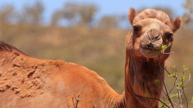 A feral camel in Australia