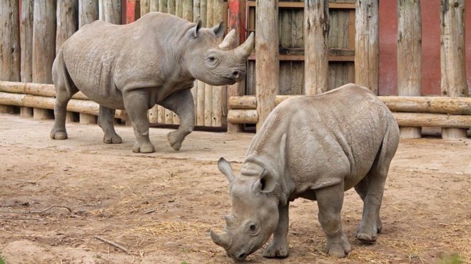 Rinocerontes de Java