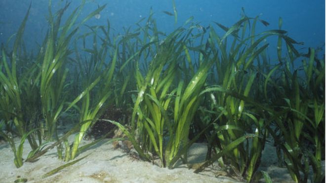 Zostera marina - наиболее широко распространенное морское цветущее растение в Северном полушарии