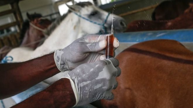 Pesquisa com plasma de cavalos, em foto do Instituto Vital Brazil, em Niterói; em São Paulo