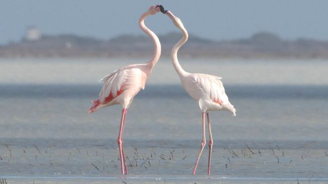 Фламинго в соленом озере в Лимассоле, Кипр