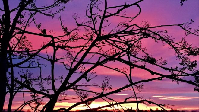 Фото фиолетового неба в Ковентри через ветви деревьев