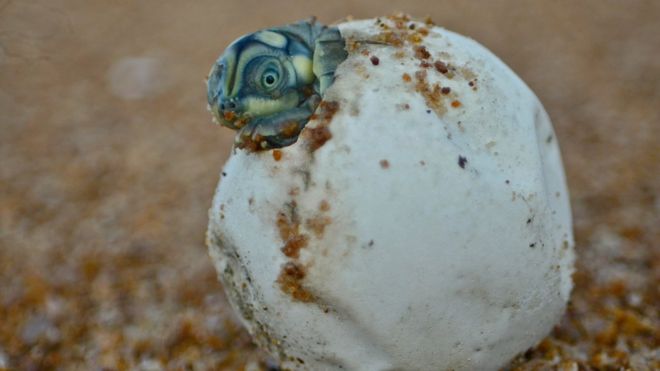 Filhote da tartaruga-da-amazônia; estudo aponta cerca de 2.000 ninhos de tartaruga nas praias às margens do rio Juruá, na Amazônia